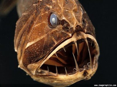 اغْرُب الْمَخْلُوْقَات الحَيونِيُّهَا  في العالم Fangtooth Fish
